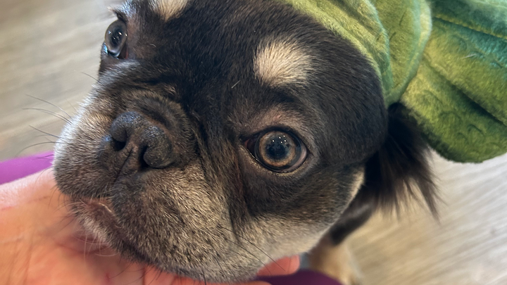 Help Save April's Heart: Urgent Medical Care Needed campaign photo, 1 of 4