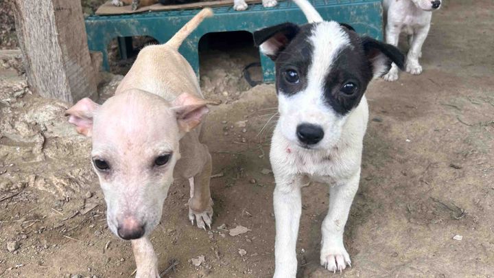 help feed shelter dogs in The Philippines campaign photo, 1 of 7
