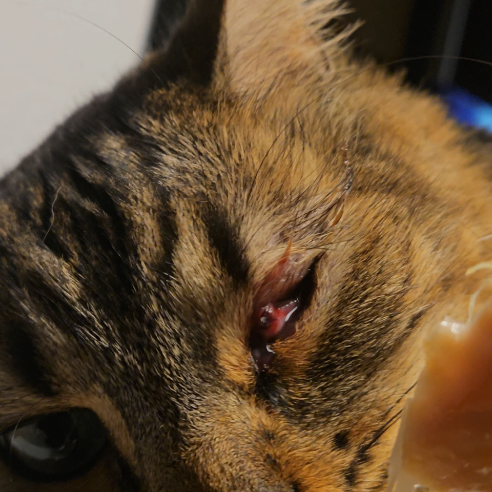 Help Save Harley’s Eye