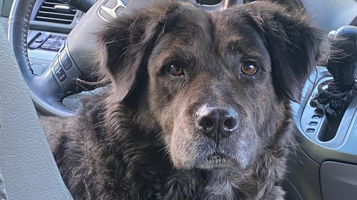 Help Save Fuzzy: Leg Tumor Surgery for a Gentle Senior Dog campaign photo, 1 of 7