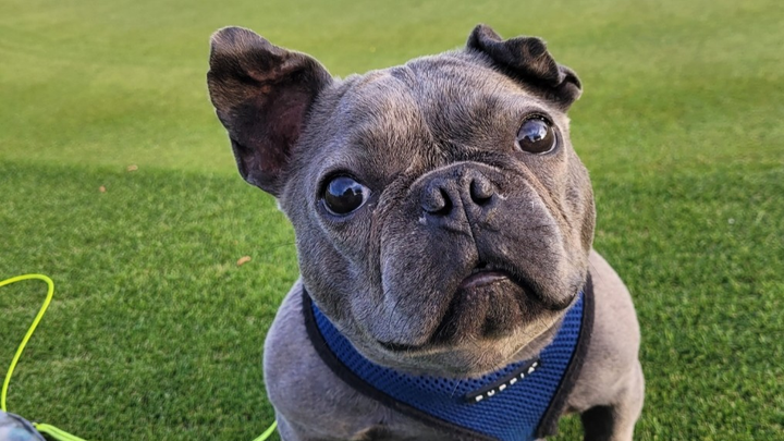 HELP SAVE BOGLIN'S LIFE! HE NEEDS YOUR HELP & HE'S WORTH IT! campaign photo, 1 of 8