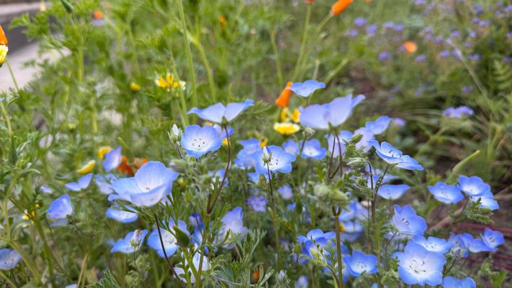 Join us to bring our native ecology back to Temescal Creek campaign photo, 1 of 3