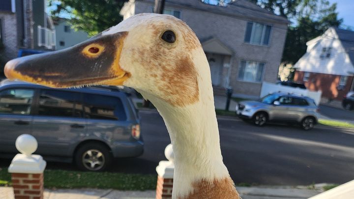 Paz Needs Emergency Avian Vet Care Right Now campaign photo, 1 of 7