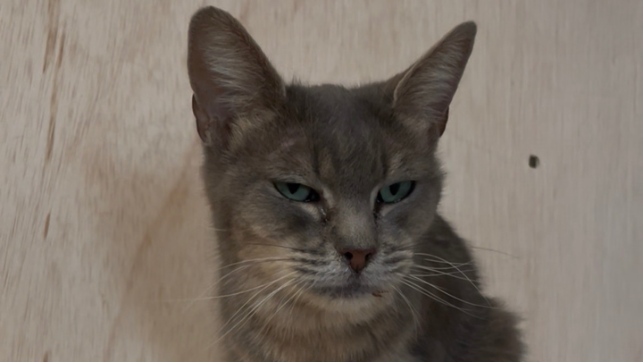 Saving One Life At A Time Because Every Cat Life Matters campaign photo, 1 of 3