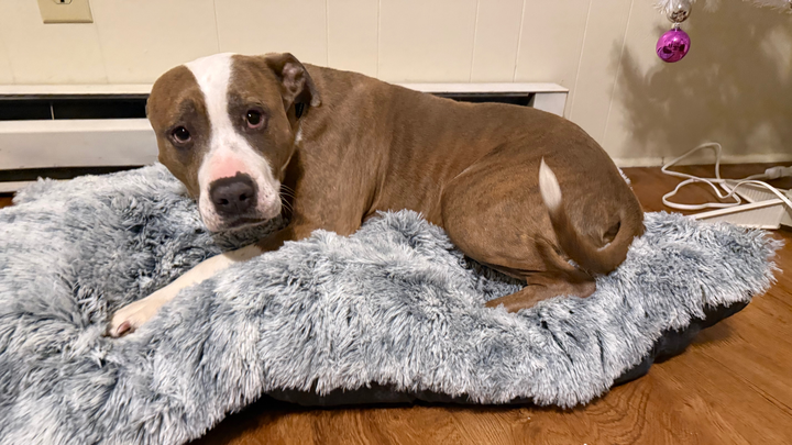Help Moose Get Life-Saving Surgery campaign photo, 1 of 8