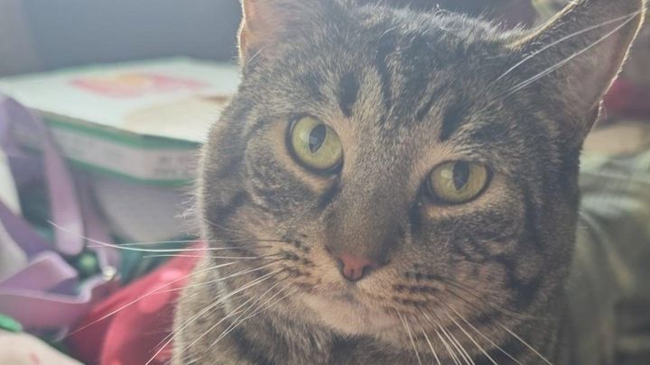 Help Rajah Get Emergency Vet Care campaign photo, 1 of 5