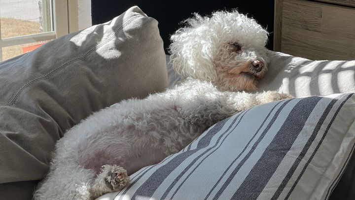 Cooper’s Liver Surgery campaign photo, 1 of 2