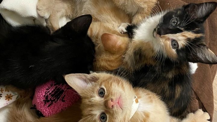 Help us build a cat shelter! campaign photo, 1 of 3