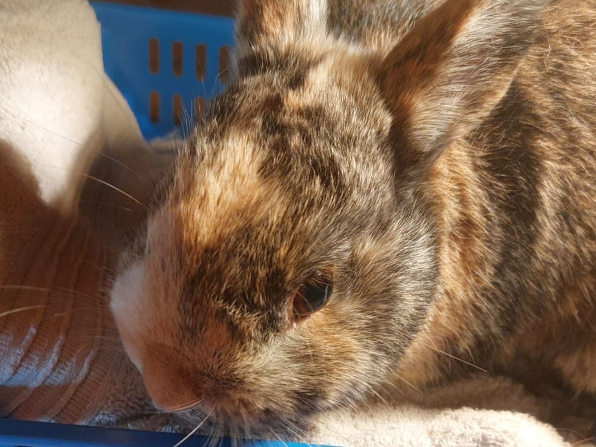 Kampagnen-Foto für Hilfe für zwei unerwartete Notfall-Kaninchen, 1 von 7