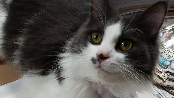 Rubeus needs help to recover from surgery and illness campaign photo, 1 of 3