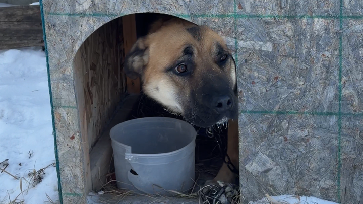 Emergency Rescue: Dogs Freezing in –40° Need Saving Now campaign photo, 1 of 7
