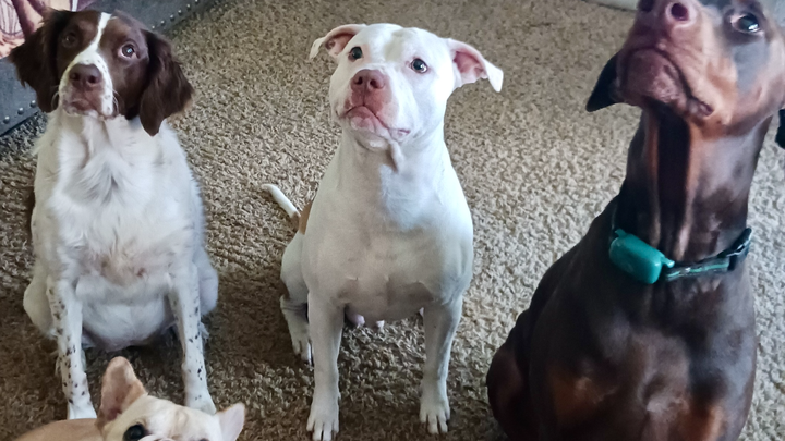 Help the Shade family recover from a house fire campaign photo, 1 of 3