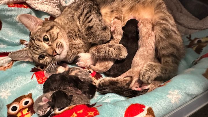Helping Chex Mix and Her Kittens Thrive campaign photo, 1 of 7