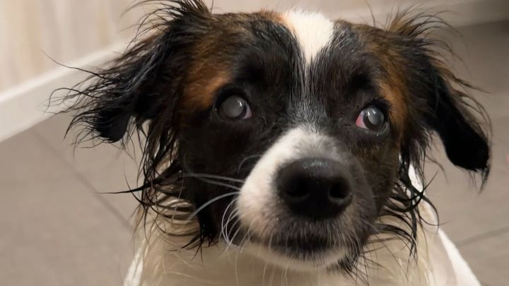 Help Otto and Rosco See Again