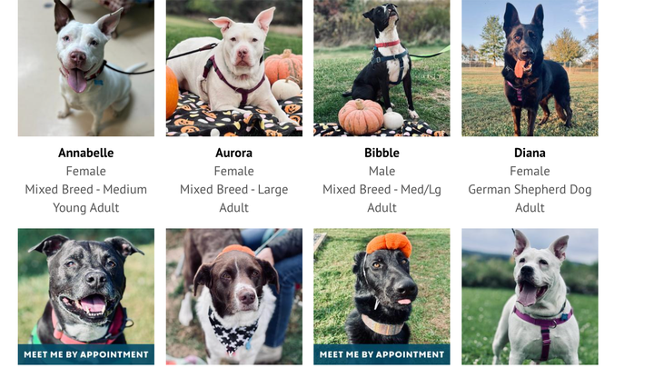 Donate to Support Centre County PAWS C4 campaign photo, 1 of 6