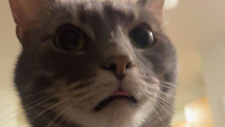 Save Kiwi: Emergency Vet Care Required campaign photo, 1 of 4