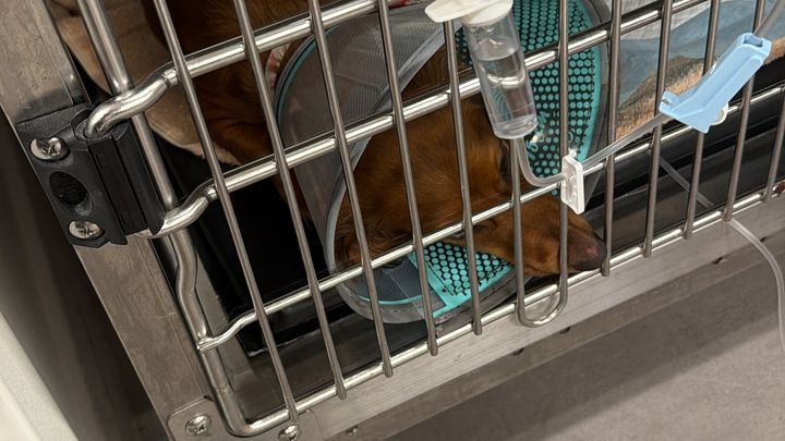 Help Papaya Get Life-Saving Surgery campaign photo, 1 of 7