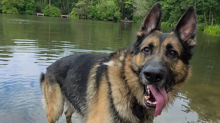 Help Save Koby – Our Best Friend ❤️