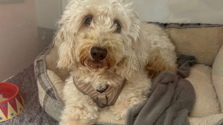 Sunny Nearly Lost Her Life — Help Us Fight for Her