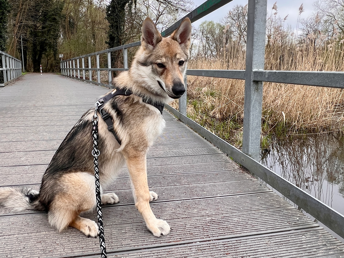 😮UTBRYTER KONGEN! 😄Ok, Er det noen flere her som har hunder som faktisk  klarer å lukke opp døra🧐😤? Er på ferie og lot noen passe hunden min MEN  han er så smart, image size:1200x900