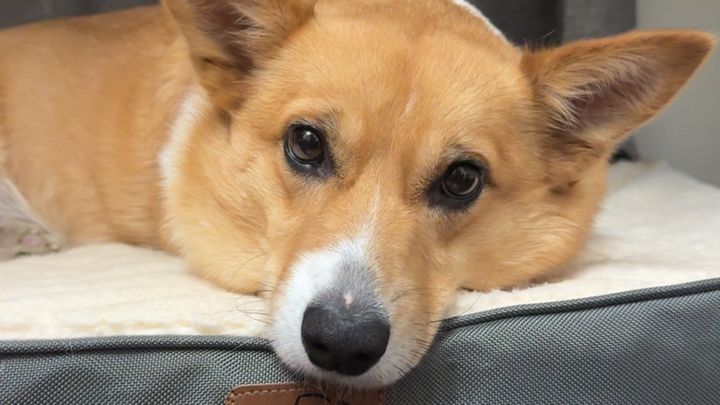Help Alex Cover Emergency Vet Care for Mylo campaign photo, 1 of 7