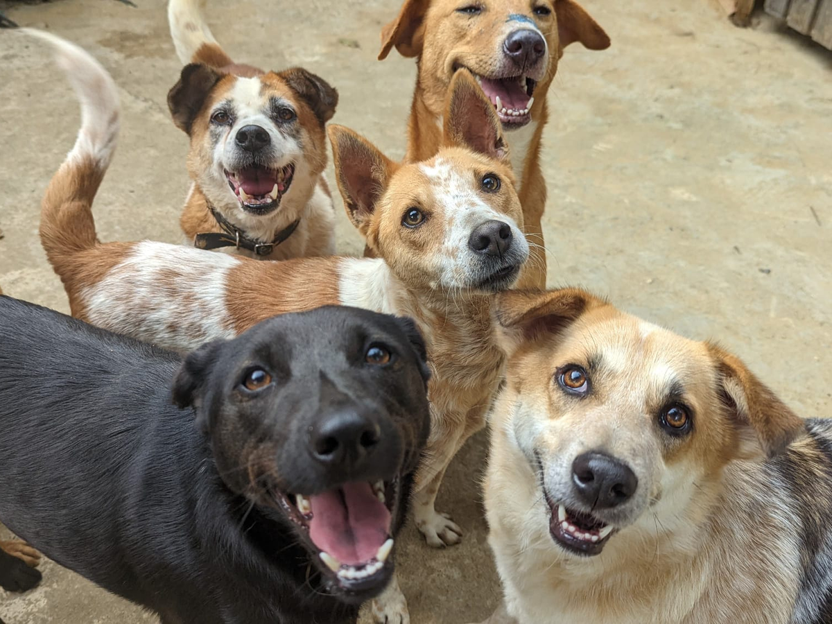 Help Us Build a New Home fot the STreet Dogs of Ella campaign photo, 1 of 7