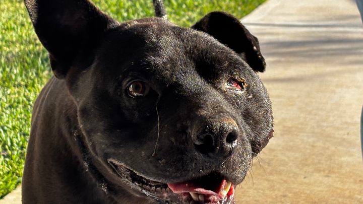Help This Sweet Stray Dog Heal and Find a Home campaign photo, 1 of 5