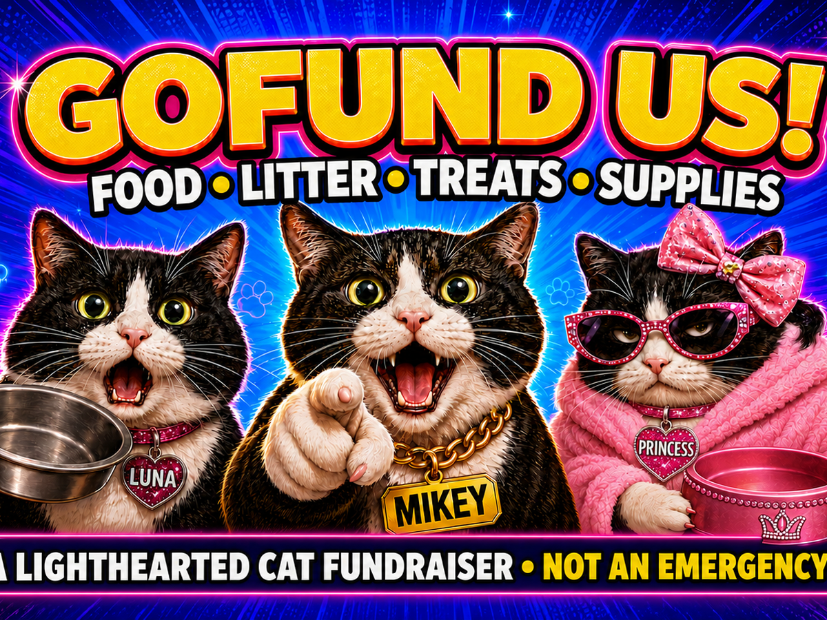 Support Luna, Mikey & Princess: Food, Litter & Supplies campaign photo, 1 of 6