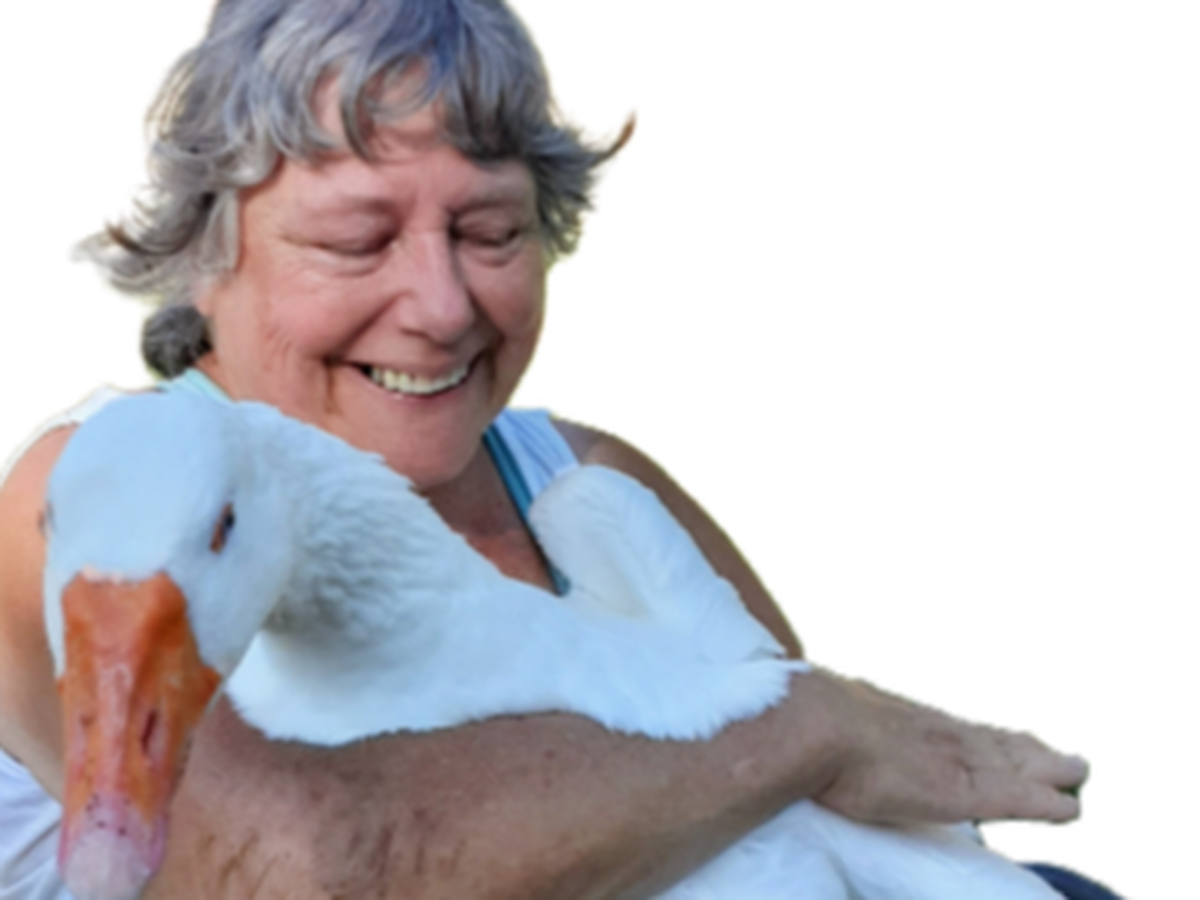 Fundraiser’s main image