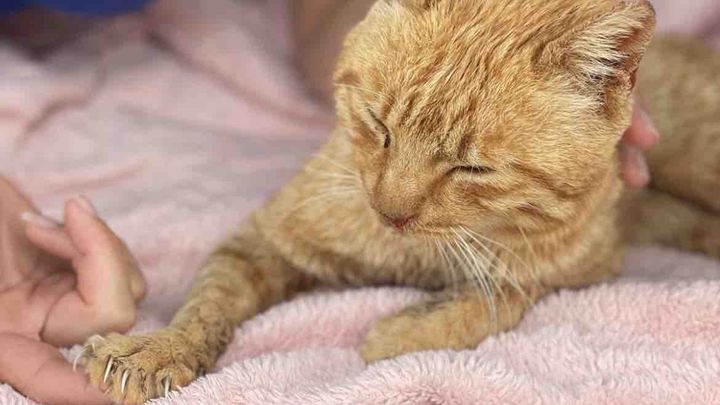 Fundraiser by Karina Svenson : Billy's Crew (helping stray cats in