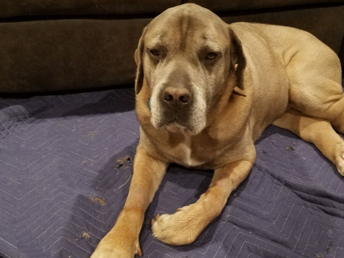 Fundraiser By Mel Issa Helping Bruno The Cane Corso