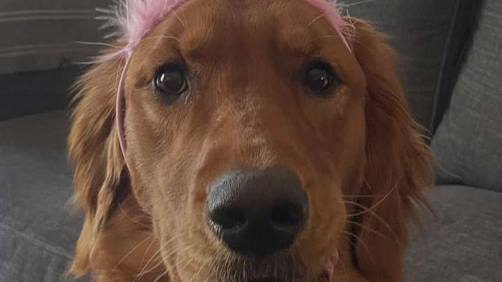 Please help Molly get the surgeries she needs. campaign photo, 1 of 7