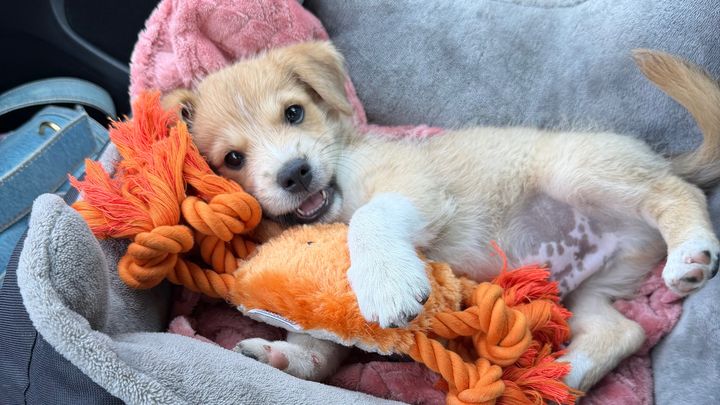 Kampagnen-Foto für TEDDY BRAUCHT EURE HILFE, 1 von 8