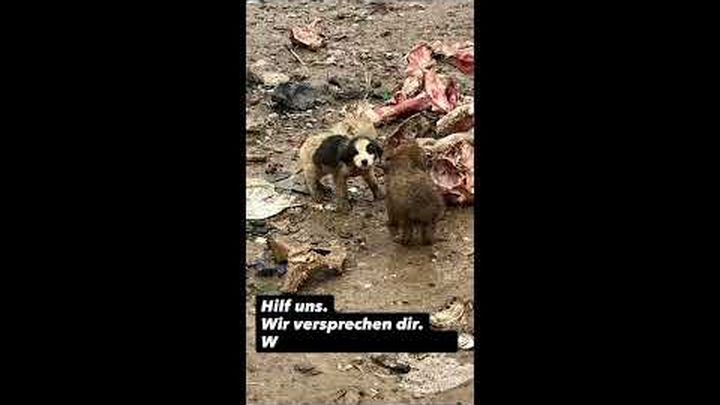Hunderettung in Bosnien video thumbnail, 1 of 8