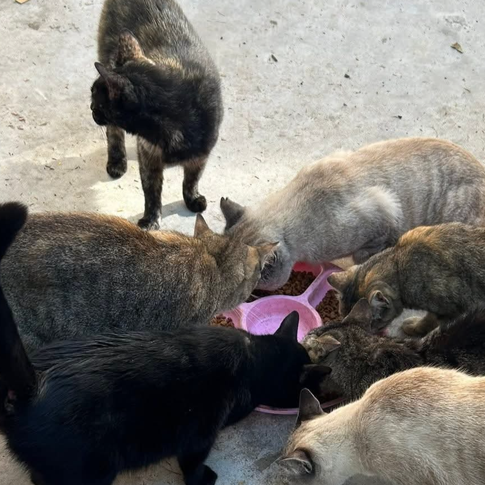 Animales en situación de calle