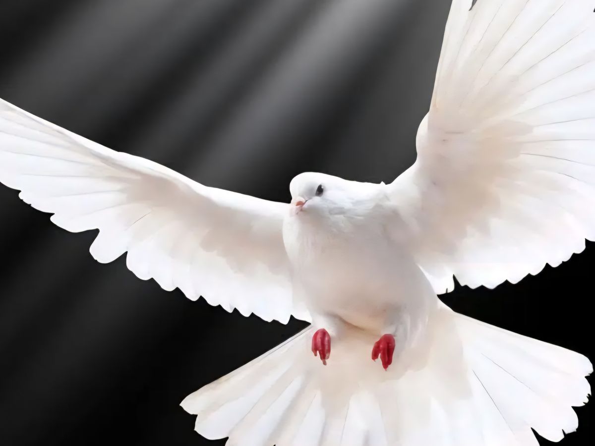 Fundraiser’s main image