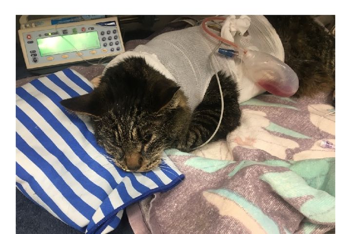 Fundraiser by Melinda Flores : Please help Lucky