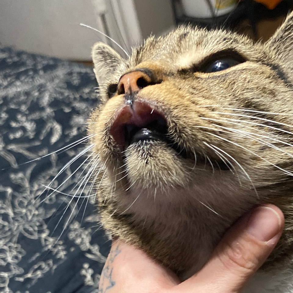 Help Tommy Get the Vet Care He Needs