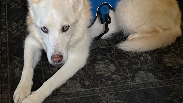 Help Kona Get Cancer Treatment and Care campaign photo, 1 of 5