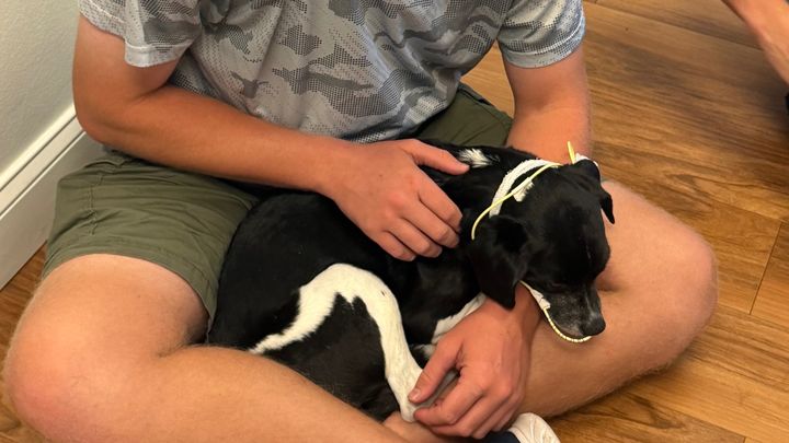 Bergatron Dog Recovery Fund campaign photo, 1 of 5