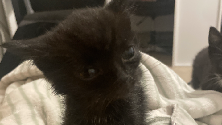 Save Ashley's Baby Kitty: Medical Fund Needed campaign photo, 1 of 3