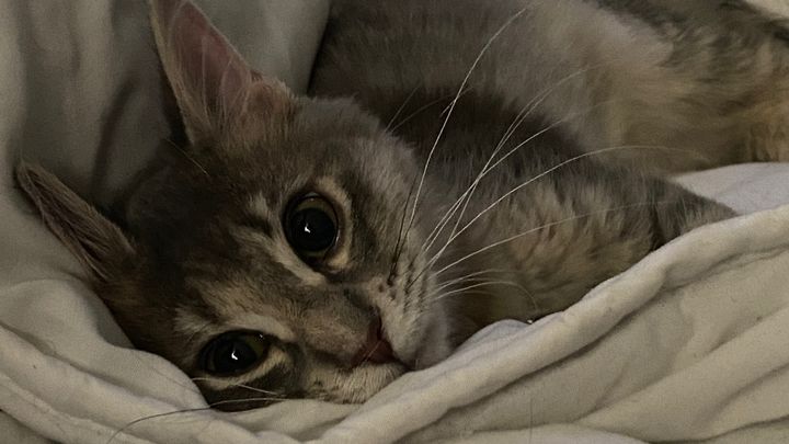 Help Minky With Her Dental Surgery campaign photo, 1 of 8