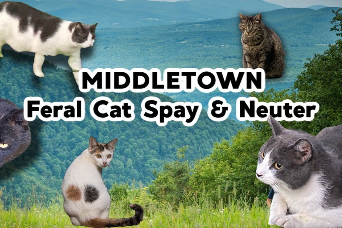 Feral cat best sale spay and neuter