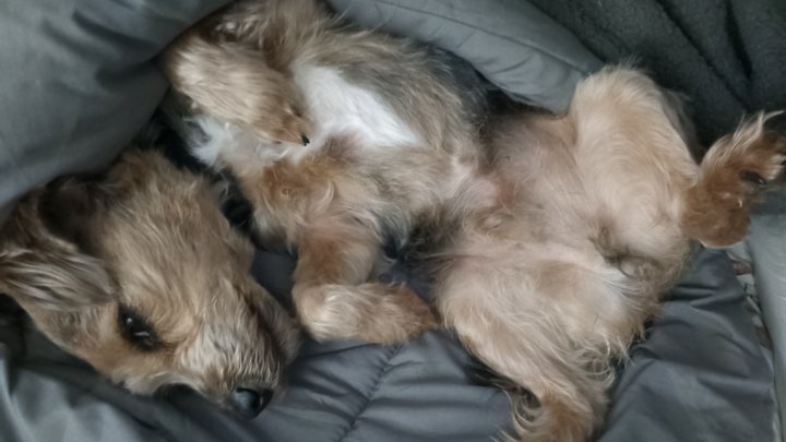 Help Billy the cross terrier see again, please! campaign photo, 1 of 7