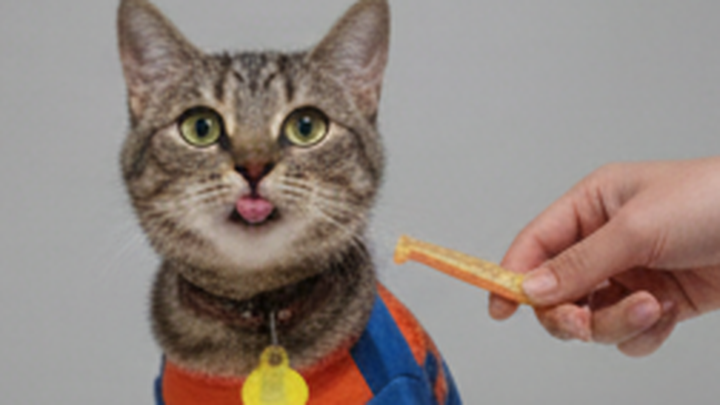 Ayuda a Cheetara, nuestro valiente gatito campaign photo, 1 of 8
