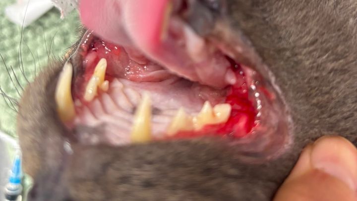 Help Percy Get Life Changing Surgery campaign photo, 1 of 8
