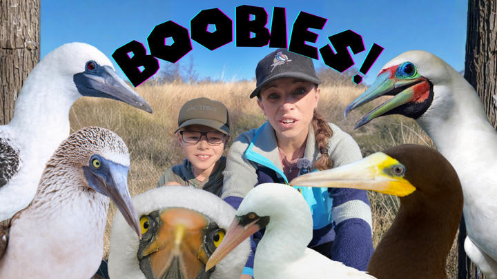 The Quest to See (the bird) Boobies campaign photo, 1 of 3