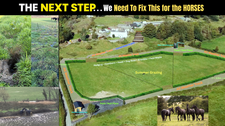 The Next Step For the Friesian Sanctuary campaign photo, 1 of 4
