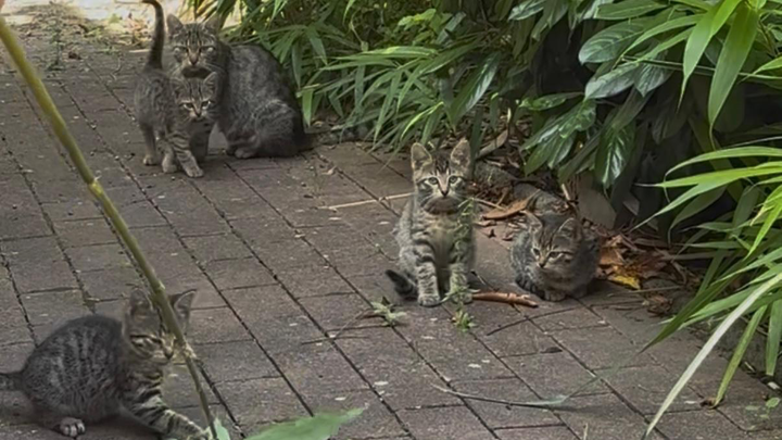 Kleine Familie in Not campaign photo, 1 of 2