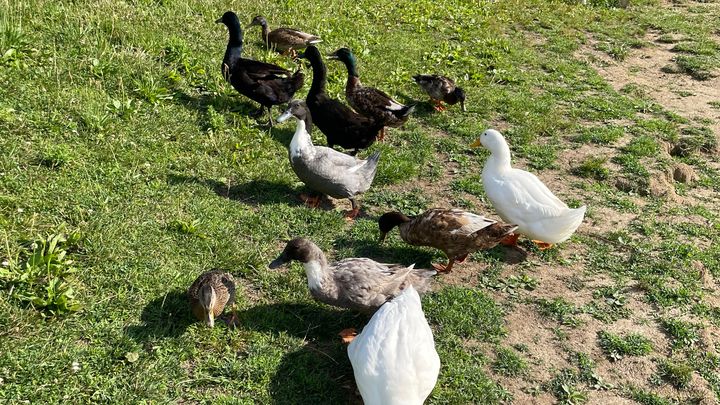 Main fundraiser photo